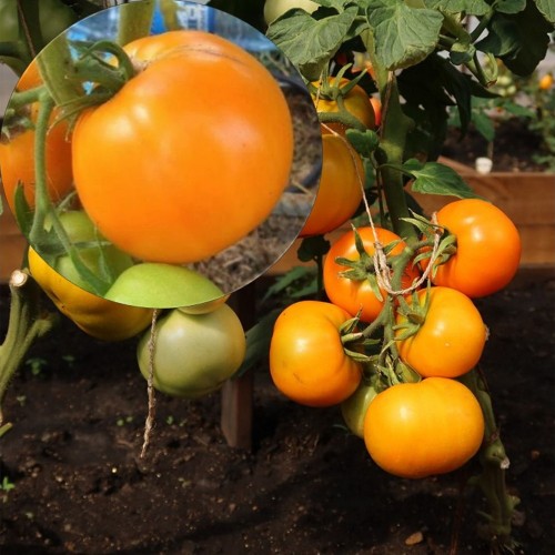 Solanum lycopersicum 'Jantarni Med' - Harilik tomat 'Jantarni Med'